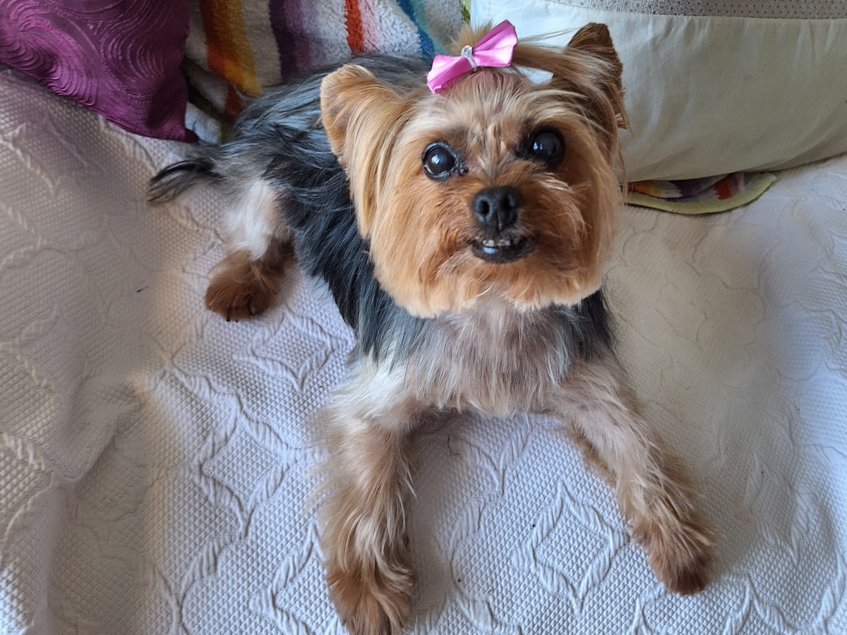 Catalina La Grande – homage to a Yorkshire&nbsp;terrier