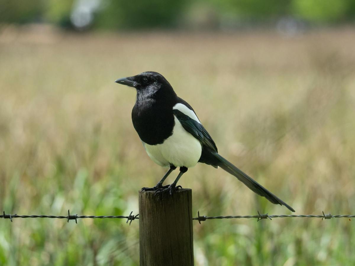 Football superstitions – one for sorrow, two for&nbsp;joy